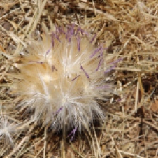 Cowra - Thistle Flower (NSW)