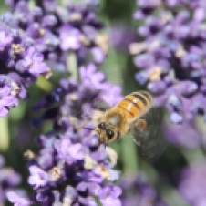 Bright - Ringer Reef Winery Bee (VIC)