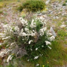 Victorian High Country - 'Flowers 2' (VIC)