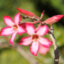 Darwin Botanical Gardens - Desert Rose (NT)