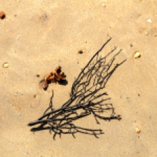 Dundee Beach - "Washed Up 1, Black Coral" (NT)