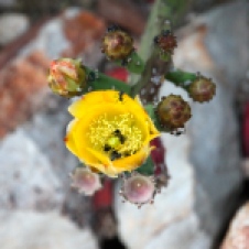 Coober Pedy - Cactus Flower (SA)