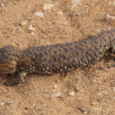 Marree - Shingleback/Sleepy Lizard (SA)