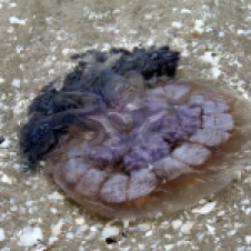 Yorke Peninsula - Burners Beach - Jellyfish (SA)