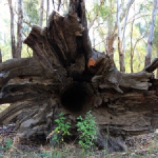 Billabourie Riverside Tourist Park - River Red Gum - Root Bole (NSW)