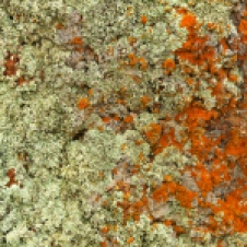 Kimba - White Knob Lookout - Rock Surface - 'Fungi 1' (SA)