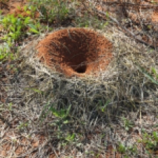 Wandina Station - Mulga Ant Nest (WA)