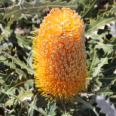 Point Quobba - Flora (WA)