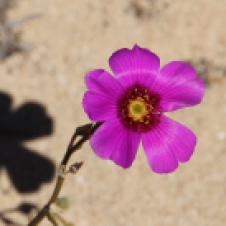Point Quobba - Flora (WA)