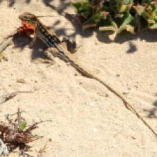 Point Quobba - Spotted Mallee Military Dragon (WA)