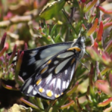 Point Quobba - Caper White Butterfly (WA)