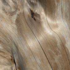 Petal Point - Bleached Timber (TAS)
