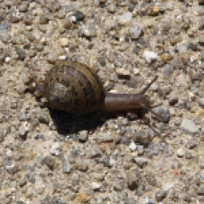 Derby - "At A Snails Pace' (TAS)