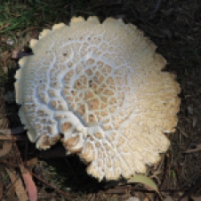 Riddells Creek - 'Fungi 2' (VIC)