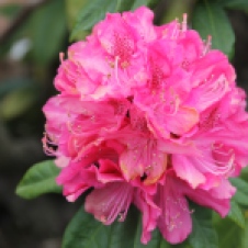 Latrobe - Rhododendron (TAS)