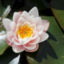 York Town - Water Lily Flower (TAS)