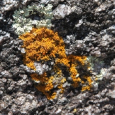 Bay Of Fires - Rock Surface - 'Fungi 3' (TAS)