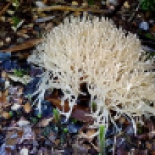 Strahan - Gordon River Heritage Walk - 'Fungi 7' (TAS)