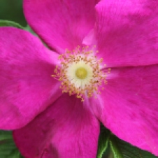 Chudleigh - Rose (TAS)