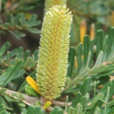 The Nut, Stanley - Banksia Flower (TAS)