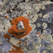 West Point - Rock Surface - 'Fungi 5' (TAS)