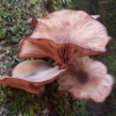 Cradle Mountain-Lake St Clair National Park - 'Fungi 8' (TAS)