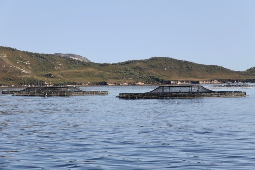 World Heritage Cruise - Salmon and Ocean Trout Aquaculture (Tas)