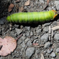 Cradle Mountain-Lake St Clair National Park - Helena Gum Moth Caterpillar (TAS)