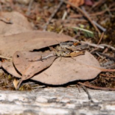 Cradle Mountain-Lake St Clair National Park - Wingless Grasshoppers (Phaulacridium vittatum) Mating (TAS)