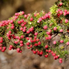 Cradle Mountain-Lake St Clair National Park - Pink Mountain-berries (TAS)