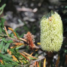 Cradle Mountain-Lake St Clair National Park - Banksia Flower (TAS)