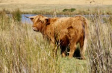 Tarraleah - Scottish Highland Cattle (Tas)