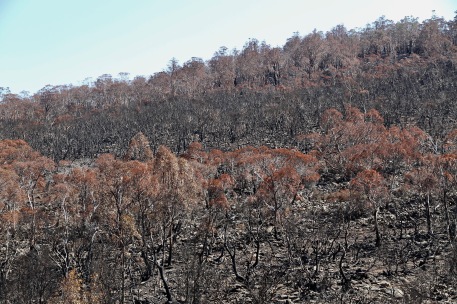 Little Pine Lagoon Area - "After The Fires" (Tas)