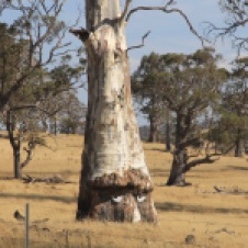 Waddamana Area - Tree In A Paddock (TAS)