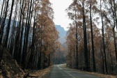 Maydena - Result Of Recent Bushfires (Tas)
