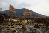 Maydena - Result Of Recent Bushfires (Tas)