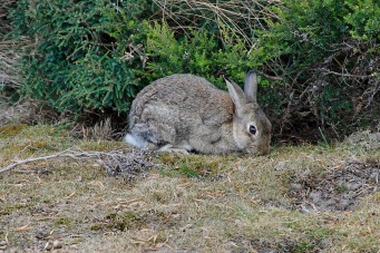 Cape Bruny - Labillardiere Peninsula - Rabbit (Tas)