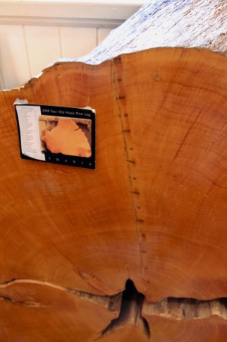 Geeveston - 2000 Year Old Huon Pine Log (Tas)