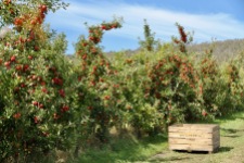 Huonville - Apple Orchards (Tas)