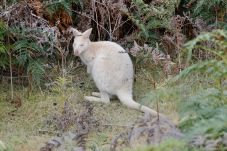 Bruny Island - White Wallaby (Twenty-Fourth Tick for Di’s “Animals in the Wild” List (Tas)