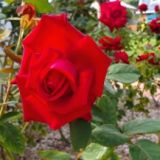 Gulgong - Soldiers Memorial Garden Roses (NSW)