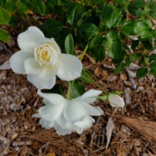 Gulgong - Soldiers Memorial Garden Roses (NSW)