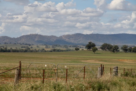 Molong - Farmland (NSW)